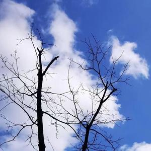 专属拥有你的胸口