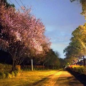 有时爱情徒有虚名 原唱：王菲