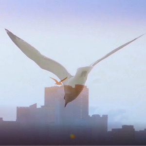 Les oiseaux vous disent merci