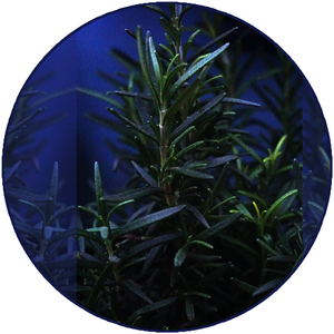 Rosmarinus officinalis