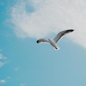 天空中的海鸥 (5)