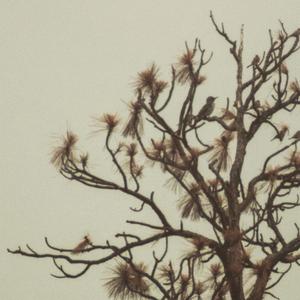 Carry (Demo)