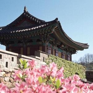 一定回来啊（韩剧《月之恋人-步步惊心：丽》插曲）（翻自 林善惠）