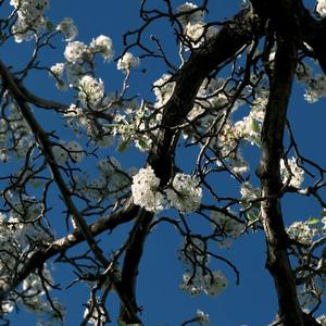 아무래도（anyhow纯音乐）