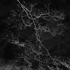 あめあられ雪 pop