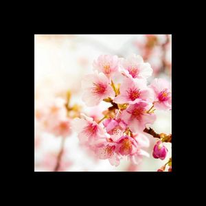 卒業できない春だね