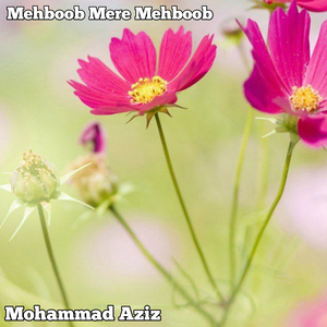 Mehboob Mere Mehboob