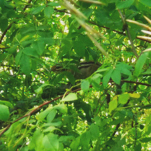 i wish there was no need to hide