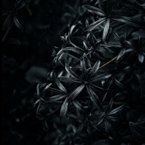 Where The Bruises Bloom