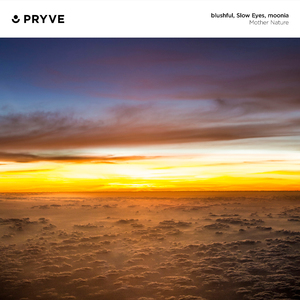 White Asters Blooming