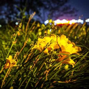 生而为人-小土申