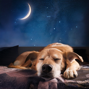 La Comodidad Del Perro Supera Al Pulso