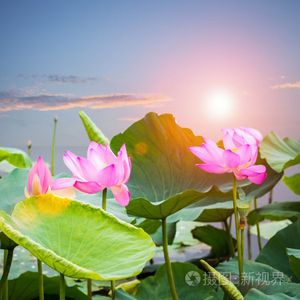 莲花