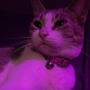 mag IA ˚₊‧꒰ა ³ ໒꒱ ‧₊˚ . ⋆౨ৎ˚⟡