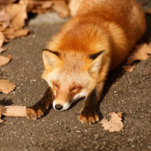 泪桥（叁拾壹翻唱版）.wav