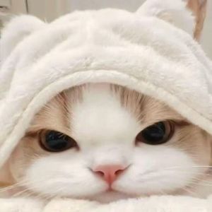 昨日