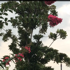 银杏满树金