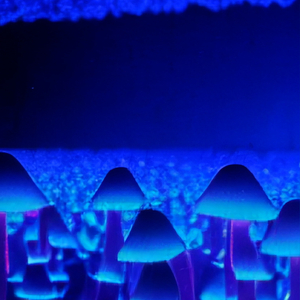 Cosmic Oasis for Deep Sound Sleep and Profound Healing