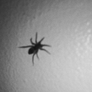 mesio sample challenge