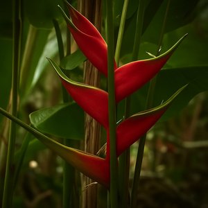 Para escapar del invierno