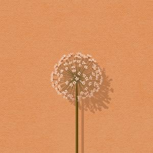 Umbel