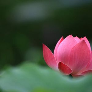 掌心流淌的月光