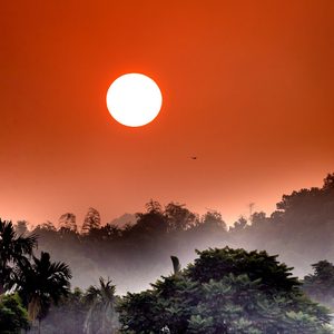 Beautiful Bamboo Tree (Relaxing Piano Music Version)