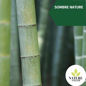 Colorful Blessing From Rain Water