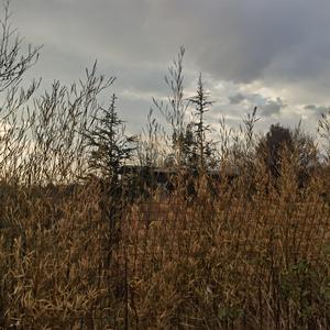 《黍离》词诗经 曲唱赵鑫