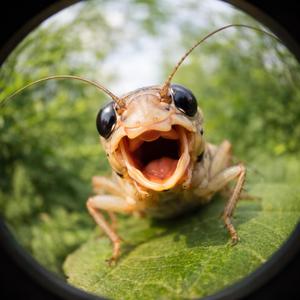 Doğa sesi, kuş sesi, cırcır böceği sesi,