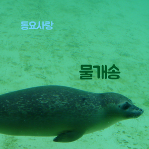 물개송