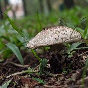 Fungus
