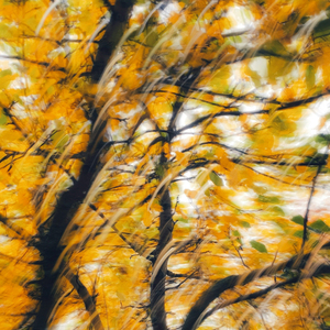 가을을 노래하다