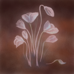 Red Poppy Flowers