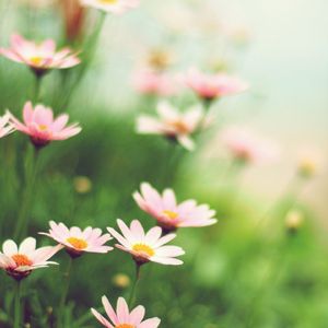 古往今来 (古筝+鸟声)