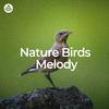 Nature And Bird Sounds - Birdsong Bliss