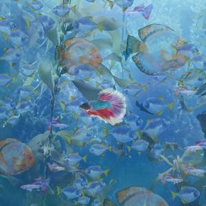 어항 속 물고기