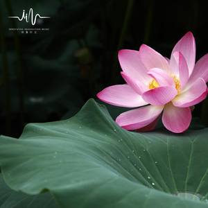 风生水起 (闻香品茗古琴曲)