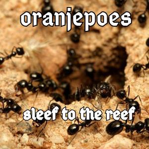 Sleef to the reef