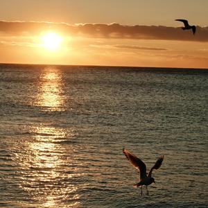 Scrolling Through the Night