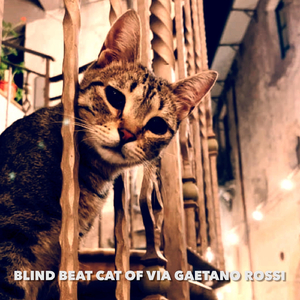 Blind Beat Cat Of Via Gaetano Rossi
