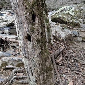 Mountain Bullfrog Blues, Jah