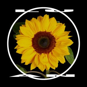 向日葵味儿HOMELESS