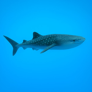 Dream of the Whale Shark
