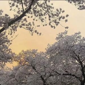 二胡版三寸天堂