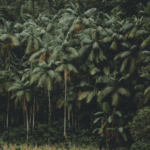 Rainforest