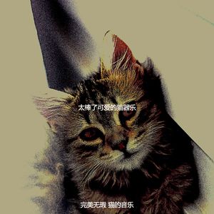 微妙的放松的猫心情