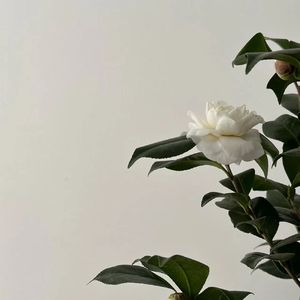 山茶花读不懂白玫瑰