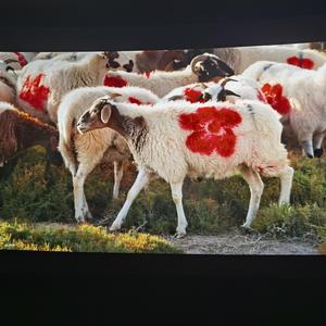 送你一朵小红花