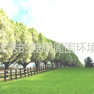 抚慰的回春回忆